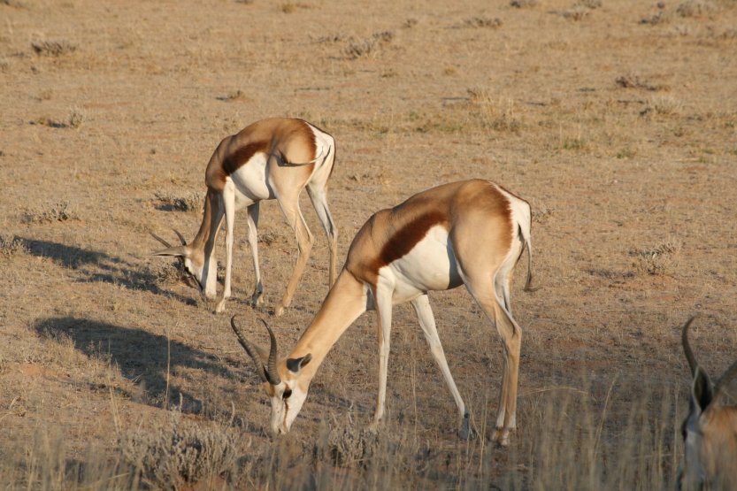 Cezhranin park Kgalagadi obrzok 43678