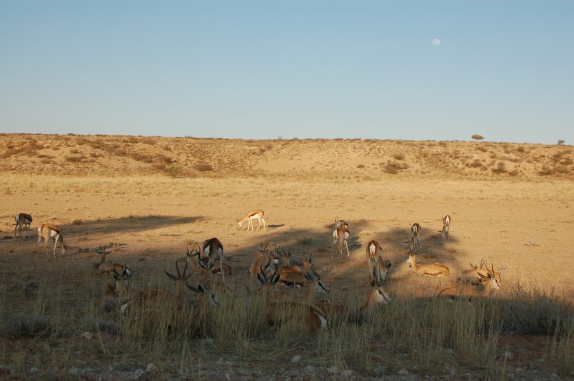 Kgalagadi Transfrontier Park picture 43679