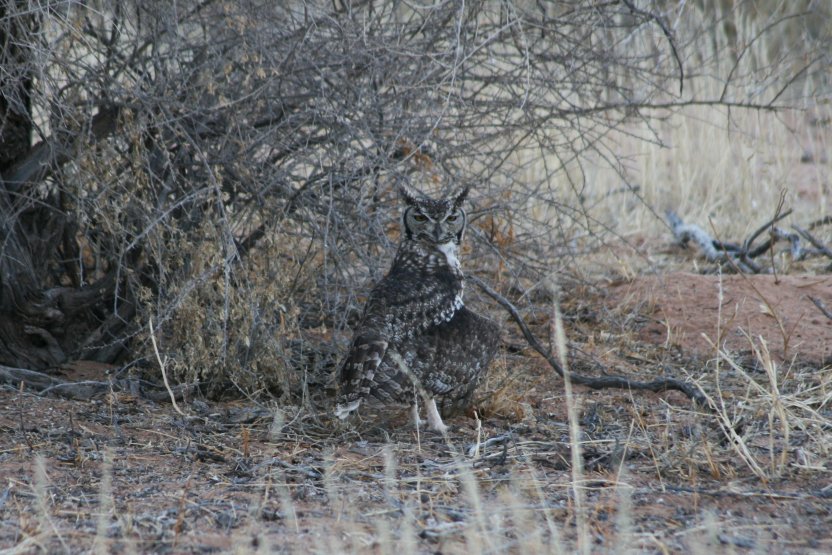 Spotted Eagle-Owl