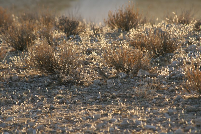 Cezhranin park Kgalagadi obrzok 43693