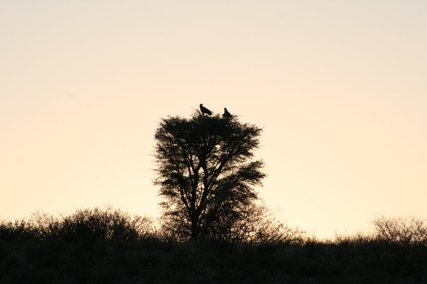 Vulture nest