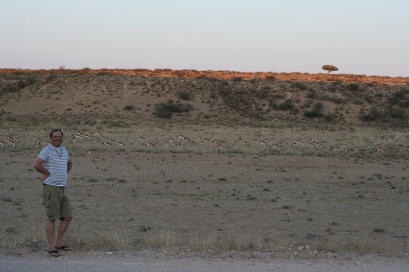 The same group of springboks, now further away of the road