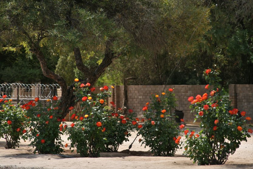 ...roses...walls...barbed wire...