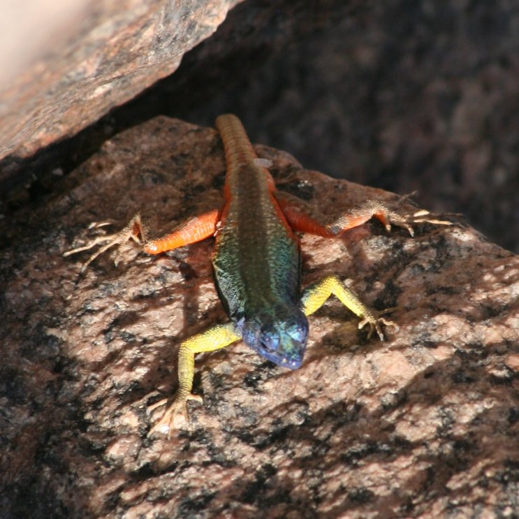 Augrabies flat lizard - marked at the tail