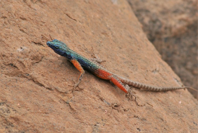 So many colorful lizards around