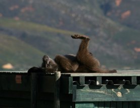 Baboons next to road (October 2016) Baboons next to road (October 2016)