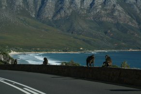 Baboons next to road (October 2016) Baboons next to road (October 2016)