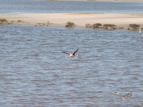 Flying flamingo in the distance (October 2016) Flying flamingo in the distance (October 2016)