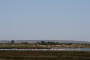 Flamingos next to road (October 2016) Flamingos next to road (October 2016)