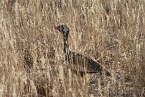 Kgalagadi Transfrontier Park (October 2016) Kgalagadi Transfrontier Park (October 2016)
