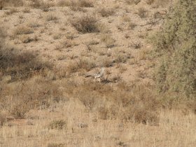 Kgalagadi Transfrontier Park (October 2016) Kgalagadi Transfrontier Park (October 2016)
