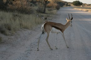 Kgalagadi Transfrontier Park (October 2016) Kgalagadi Transfrontier Park (October 2016)