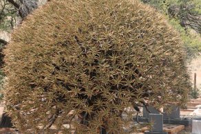 Beautiful quiver tree (or kokerboom) (October 2016) Beautiful quiver tree (or kokerboom) (October 2016)
