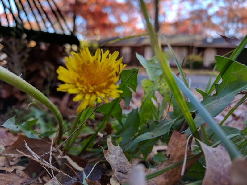 A confused dandelion