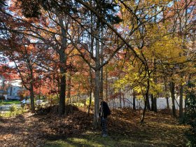 Autumn in Selden (November 2016) Autumn in Selden (November 2016)