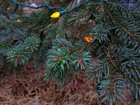Even needles shine (December 2016) Even needles shine (December 2016)