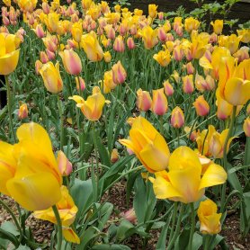 Central Park (April 2017) Central Park (April 2017)