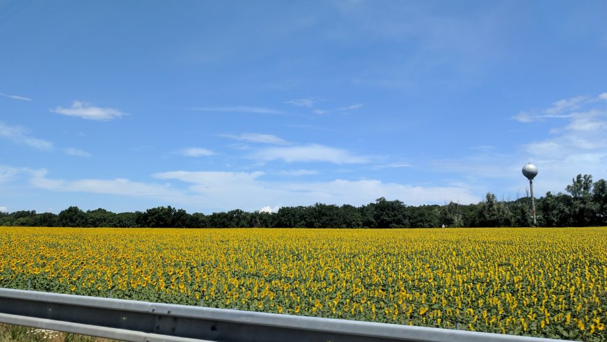 Huge fields of sunflowers all around the highway