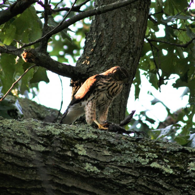 Birds and a raptor - on my backyard (August 2017)