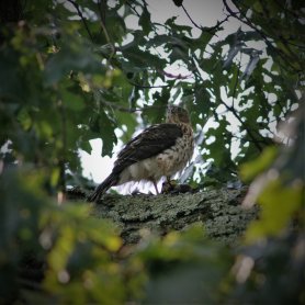 Birds and a raptor - on my backyard (August 2017) Birds and a raptor - on my backyard (August 2017)