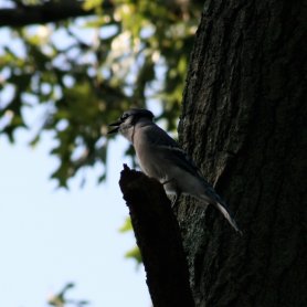 Smaller birds were just providing ambient noise to the dinner (August 2017) Smaller birds were just providing ambient noise to the dinner (August 2017)