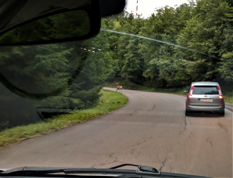 We almost hit a deer