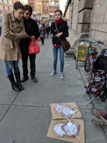 Street market (November 2017) Street market (November 2017)