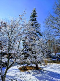 First snow (December 2017) First snow (December 2017)