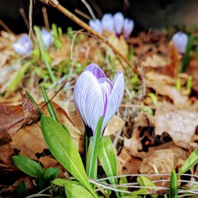 Spring (March 2018) Spring (March 2018)