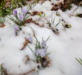 Crocus got covered (March 2018) Crocus got covered (March 2018)