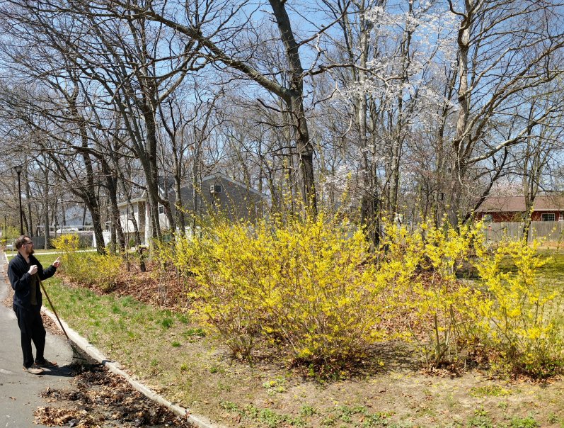 Also forsythia and the tree are in full bloom