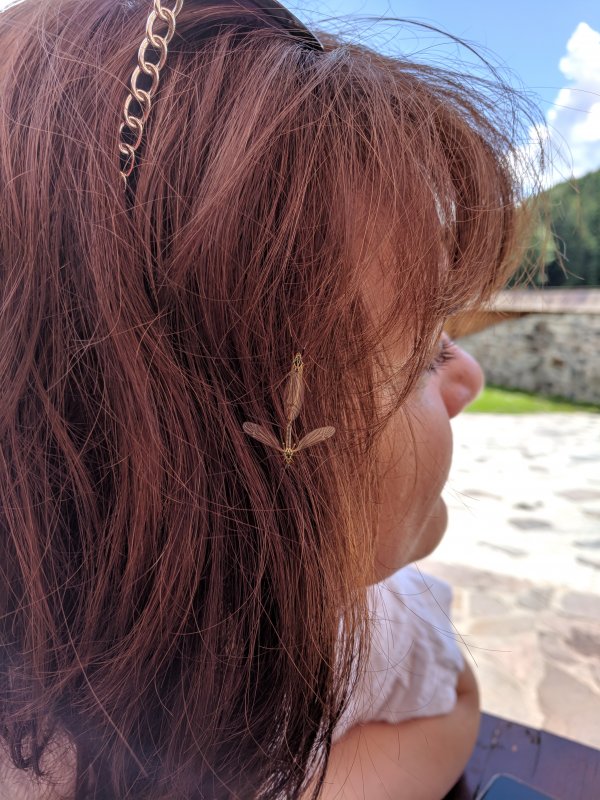 The latest fashion - mating insects as a hair decoration