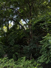 Pittsburgh (July 2018) Pittsburgh (July 2018)