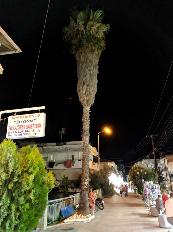 Object of known size next to a palm