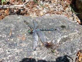 Saved dragonfly (September 2018) Saved dragonfly (September 2018)