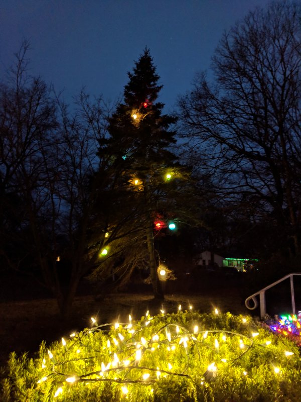 Christmas tree (December 2018)