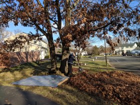New method of leaf delivery (December 2018) New method of leaf delivery (December 2018)