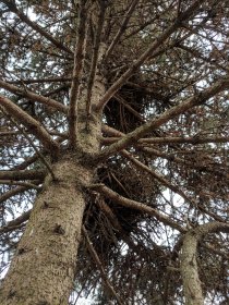 Big bird nests (December 2018) Big bird nests (December 2018)