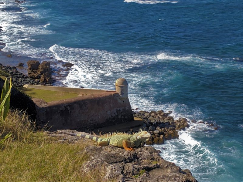 Iguanas are abundant (January 2019)