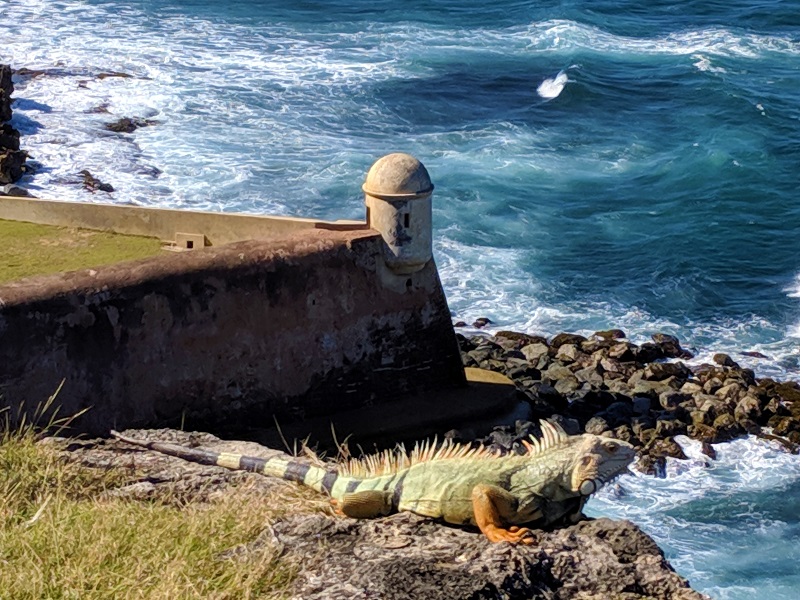 Iguana at the fort (January 2019)
