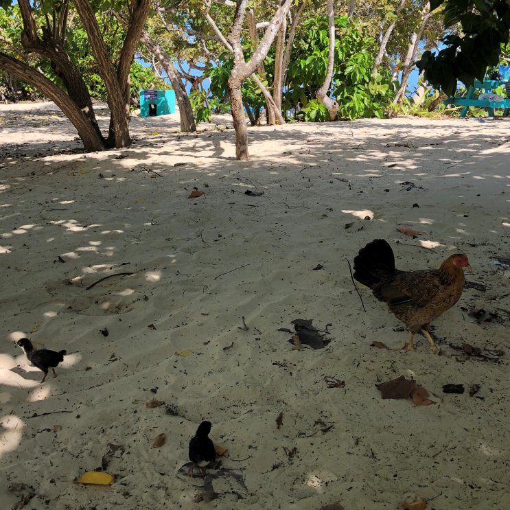 Beach chicks