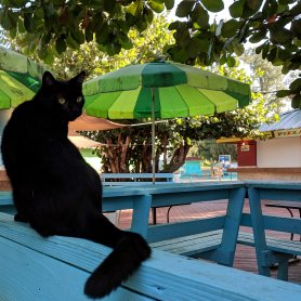 Trip to Culebra Island (January 2019) Trip to Culebra Island (January 2019)