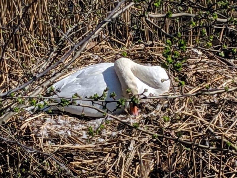 Nesting swan