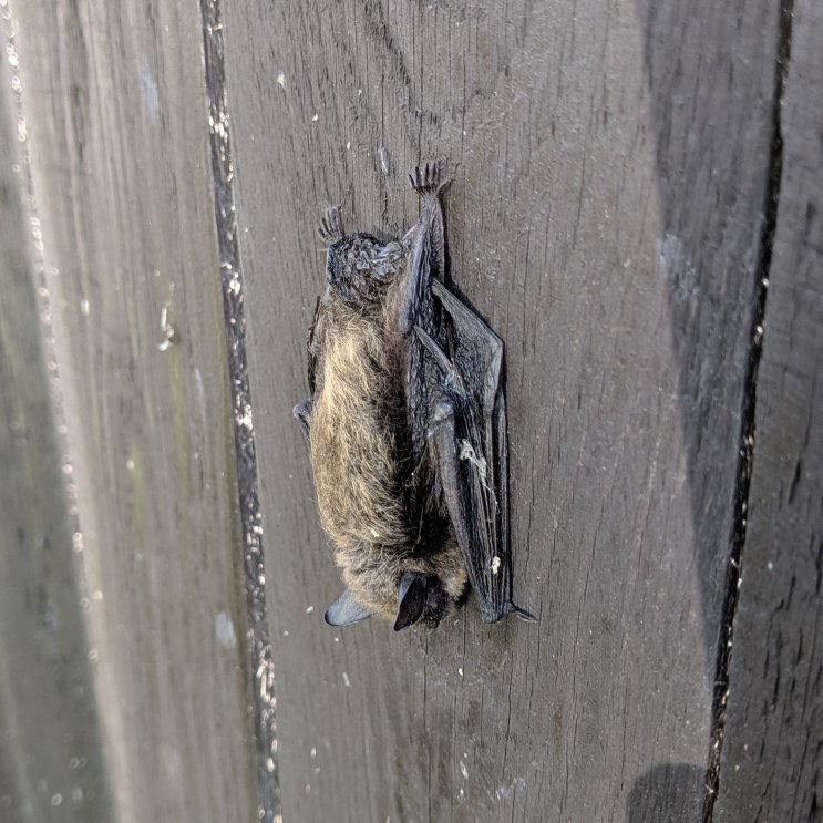 Bat resting on the gate