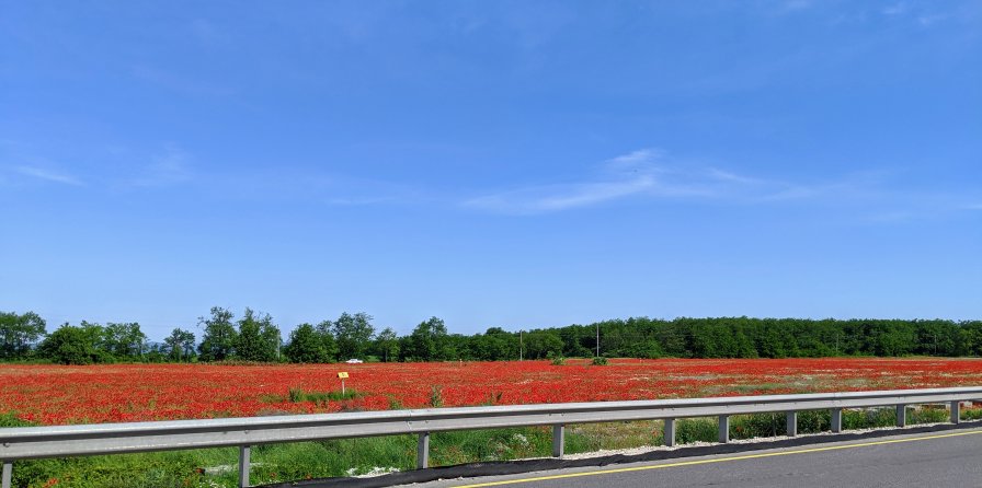 Wilde poppy covering crop fields in Hungary