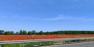 Wilde poppy covering crop fields in Hungary (June 2019) Wilde poppy covering crop fields in Hungary (June 2019)