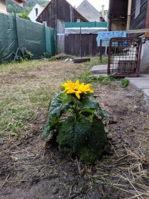 Chalupa (June 2019) Chalupa (June 2019)