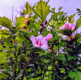 Summer in Slovakia (August 2019) Summer in Slovakia (August 2019)