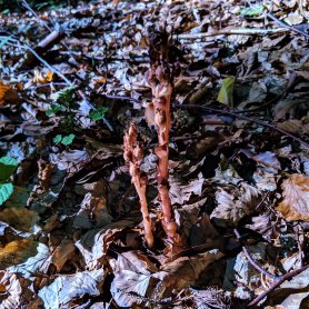 Mushroom picking (September 2019) Mushroom picking (September 2019)