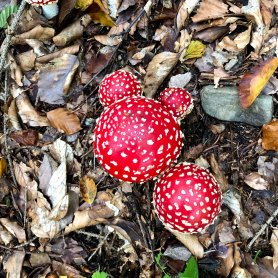 Mushroom picking (October 2019) Mushroom picking (October 2019)
